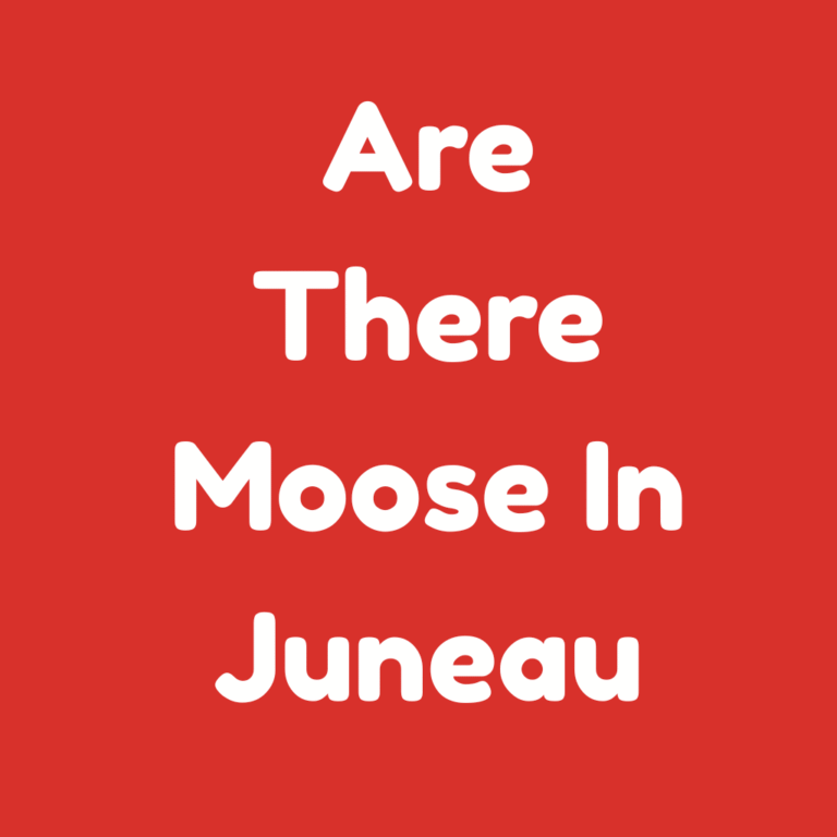 Are There Moose in Juneau