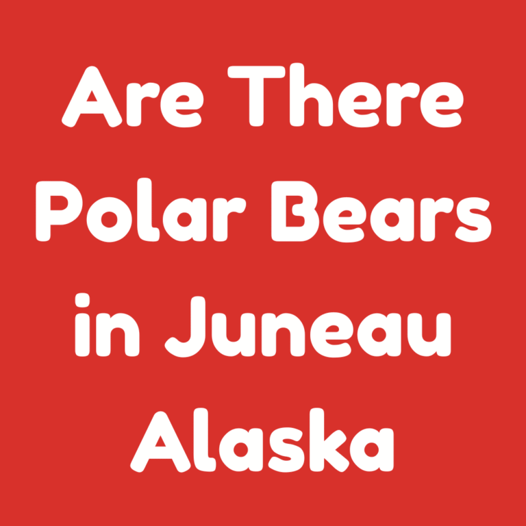 Are There Polar Bears in Juneau, Alaska